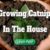 Growing Catnip In The House, From Seed To Plant