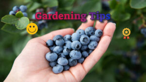 Raspberry Seedlings and Haskap Seedlings