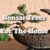 Bonsai Trees For The Home