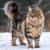 Maine Coon Cats Care: Essential Tips for Proper Care