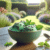 Mint in Desserts: Fresh Ideas for Your Sweet Treats
