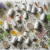Herbal Supplements for Energy: Essential Usage Guide