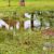 Stormwater Drain Solutions: Understanding Wollongong Causes