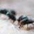 Maggots Extermination Tips for Sydney Homeowners